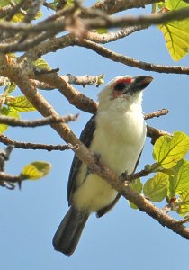 Chaplin's Barbet.jpg