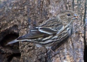 Purple Finch, female