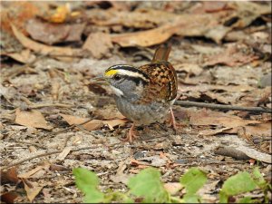 White-throated Sparrow.jpg