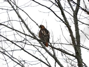 RED TAILED HAWK.JPG