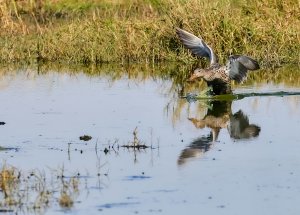 Northern Shoveler.jpg