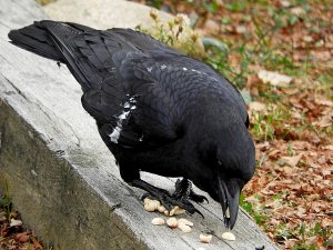 Crow