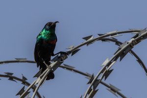 Shining Sunbird