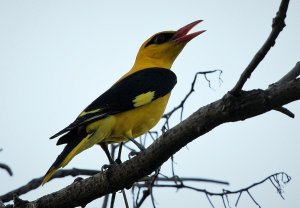 A melodious singer