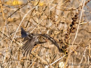 Harris's Sparrow