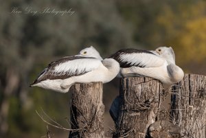 Australian Pelicans