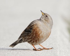 Alpine Accentor