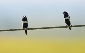 Tricoloured Munia