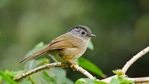 Mountain Fulvetta