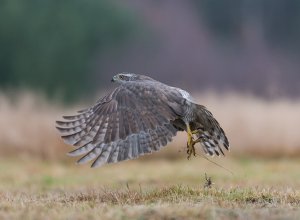 Accipiter gentilis