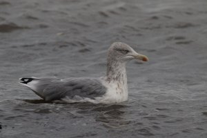 European Herring Gull