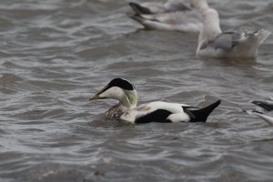 Common Eider