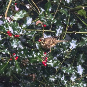 The Redwing berry thief