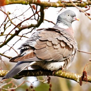 woodpigeon