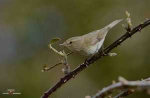 Chiffchaff 3312.jpg