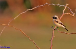 desert wheatear.jpg