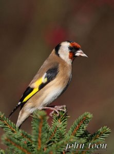 goldfinch