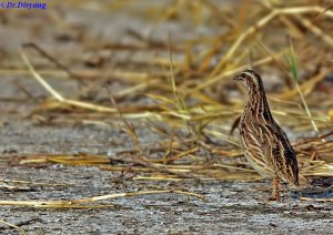 Common quail.jpg