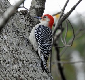 Red-bellied Woodpecker..jpg