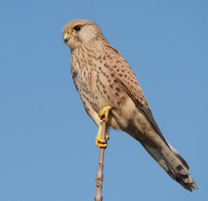 Common Kestrel