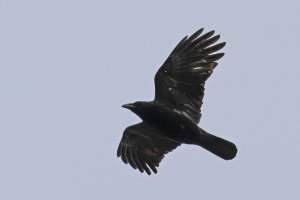 1488 Carrion Crow BF.jpg