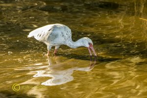 White Ibis