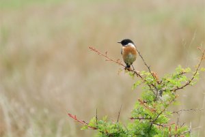 Stonechat