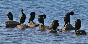 Preening time