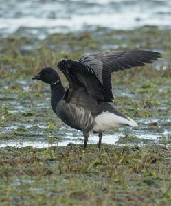 Dark-bellied Brent Goose01.jpeg