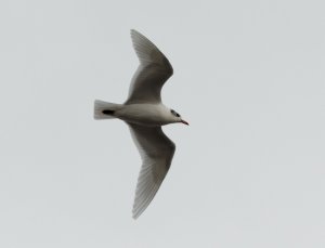 Mediterranean Gull01.jpeg