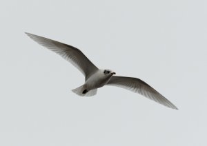 Mediterranean Gull02.jpeg