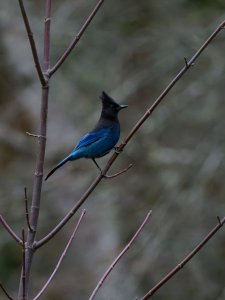 Steller's Jay