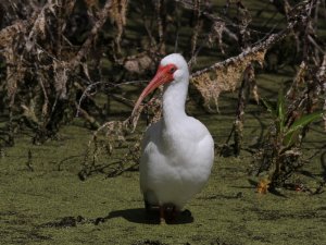 White Ibis