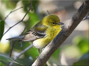 Pine Warbler