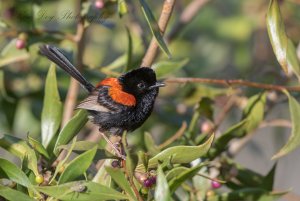 Red-backed Fairy-wren-