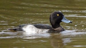 Tufted Duck