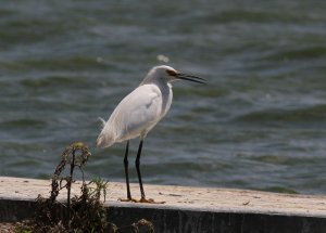 Snowy Egret