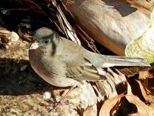 Dark Eyed Junco