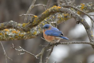 Eastern bluebird