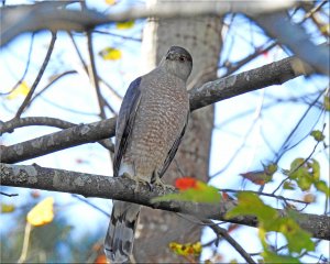 Cooper Hawk