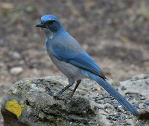 Scrub jay