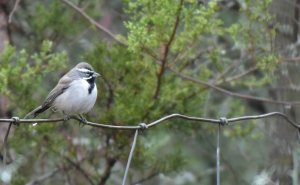 Black-throated sparrow