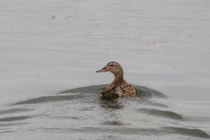 15-Canard chipeau Anas strepera Gadwall- 5 juin 2019.jpg