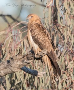 Whistling Kite