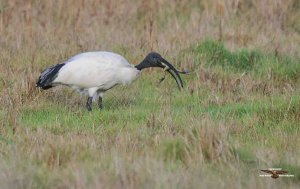 Sacred Ibis 2696.jpg