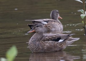 Gadwall