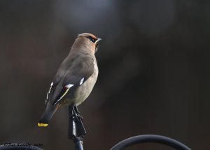 Bohemian Waxwing