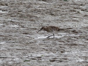 Foraging curlew