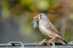 Zebra Finch  ( F )