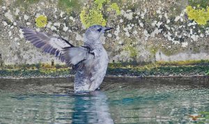 Black Guillemot 2231 (1).jpeg